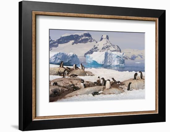 Lemaire Channel, Antarctica. Gentoo Penguin Colony with Icebergs-Janet Muir-Framed Photographic Print