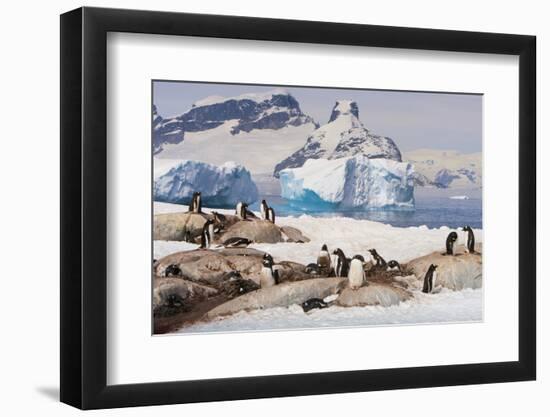 Lemaire Channel, Antarctica. Gentoo Penguin Colony with Icebergs-Janet Muir-Framed Photographic Print