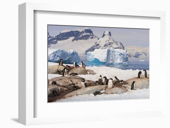 Lemaire Channel, Antarctica. Gentoo Penguin Colony with Icebergs-Janet Muir-Framed Photographic Print