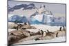 Lemaire Channel, Antarctica. Gentoo Penguin Colony with Icebergs-Janet Muir-Mounted Photographic Print