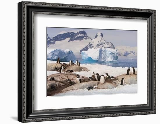 Lemaire Channel, Antarctica. Gentoo Penguin Colony with Icebergs-Janet Muir-Framed Photographic Print