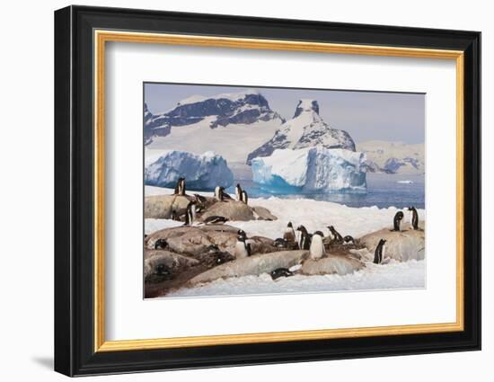 Lemaire Channel, Antarctica. Gentoo Penguin Colony with Icebergs-Janet Muir-Framed Photographic Print