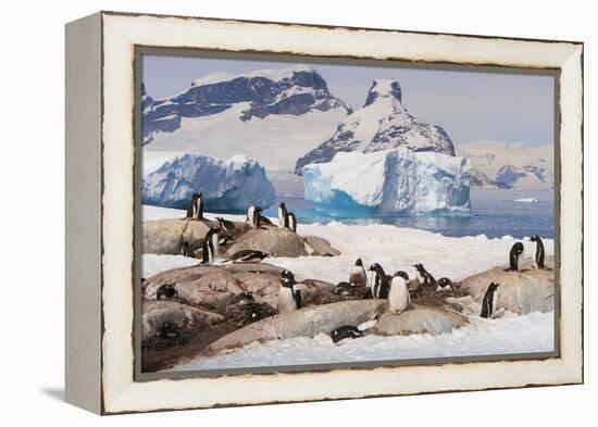 Lemaire Channel, Antarctica. Gentoo Penguin Colony with Icebergs-Janet Muir-Framed Premier Image Canvas