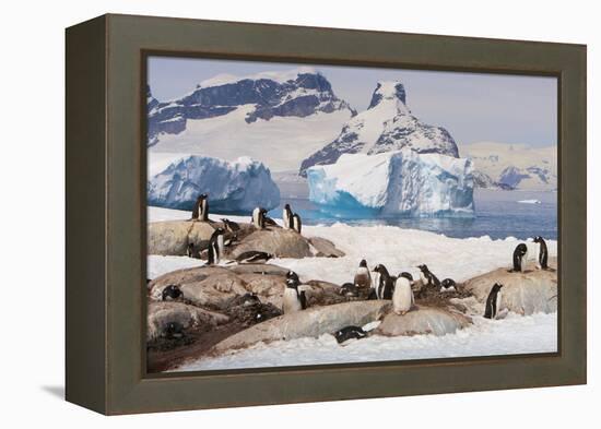 Lemaire Channel, Antarctica. Gentoo Penguin Colony with Icebergs-Janet Muir-Framed Premier Image Canvas