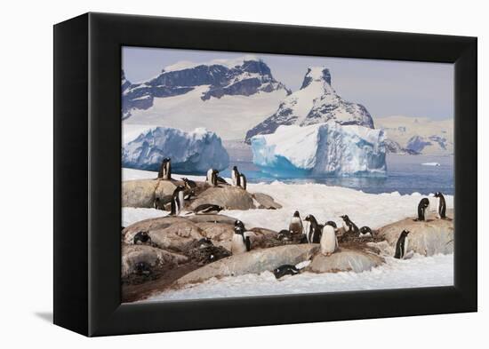 Lemaire Channel, Antarctica. Gentoo Penguin Colony with Icebergs-Janet Muir-Framed Premier Image Canvas