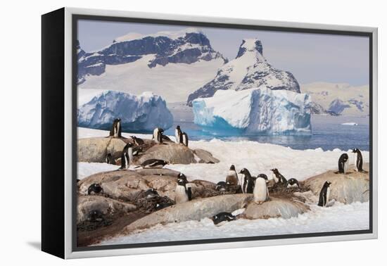 Lemaire Channel, Antarctica. Gentoo Penguin Colony with Icebergs-Janet Muir-Framed Premier Image Canvas