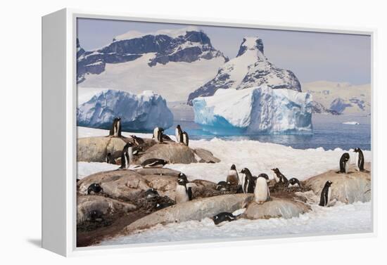 Lemaire Channel, Antarctica. Gentoo Penguin Colony with Icebergs-Janet Muir-Framed Premier Image Canvas