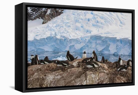 Lemaire Channel, Antarctica. Gentoo Penguin Colony-Janet Muir-Framed Premier Image Canvas