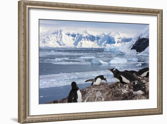 Lemaire Channel, Antarctica. Gentoo Penguin Colony-Janet Muir-Framed Photographic Print