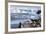 Lemaire Channel, Antarctica. Gentoo Penguin Colony-Janet Muir-Framed Photographic Print