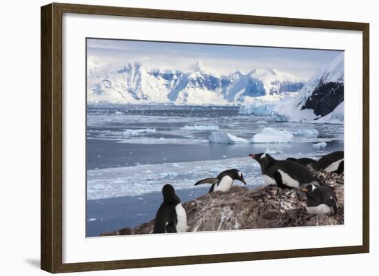 Lemaire Channel, Antarctica. Gentoo Penguin Colony-Janet Muir-Framed Photographic Print