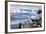 Lemaire Channel, Antarctica. Gentoo Penguin Colony-Janet Muir-Framed Photographic Print