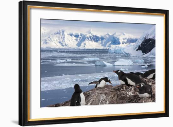 Lemaire Channel, Antarctica. Gentoo Penguin Colony-Janet Muir-Framed Photographic Print