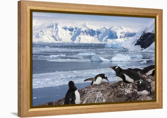 Lemaire Channel, Antarctica. Gentoo Penguin Colony-Janet Muir-Framed Premier Image Canvas