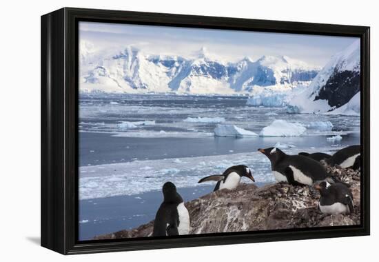 Lemaire Channel, Antarctica. Gentoo Penguin Colony-Janet Muir-Framed Premier Image Canvas