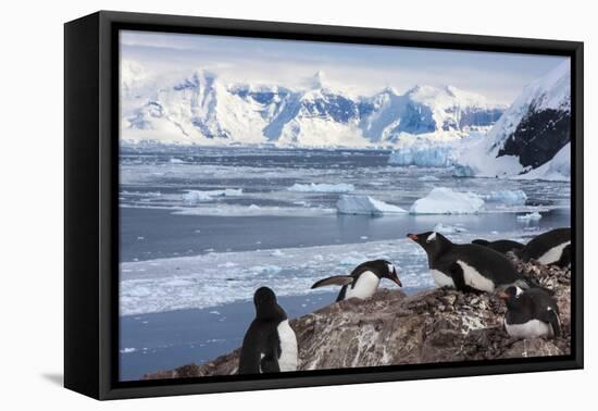 Lemaire Channel, Antarctica. Gentoo Penguin Colony-Janet Muir-Framed Premier Image Canvas