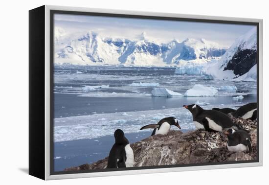 Lemaire Channel, Antarctica. Gentoo Penguin Colony-Janet Muir-Framed Premier Image Canvas