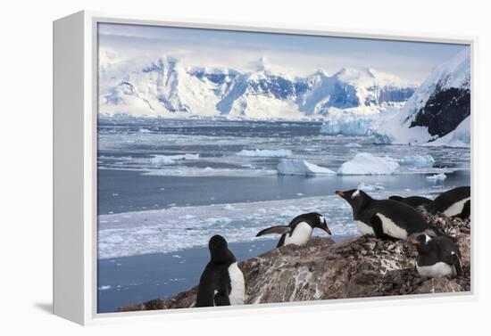 Lemaire Channel, Antarctica. Gentoo Penguin Colony-Janet Muir-Framed Premier Image Canvas