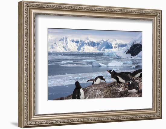 Lemaire Channel, Antarctica. Gentoo Penguin Colony-Janet Muir-Framed Photographic Print