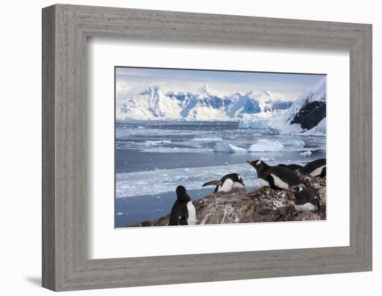 Lemaire Channel, Antarctica. Gentoo Penguin Colony-Janet Muir-Framed Photographic Print