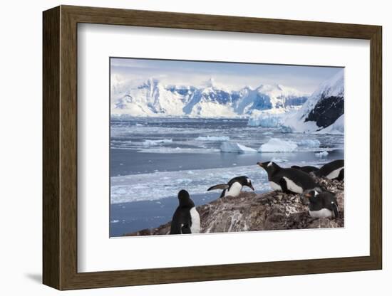 Lemaire Channel, Antarctica. Gentoo Penguin Colony-Janet Muir-Framed Photographic Print