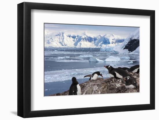 Lemaire Channel, Antarctica. Gentoo Penguin Colony-Janet Muir-Framed Photographic Print