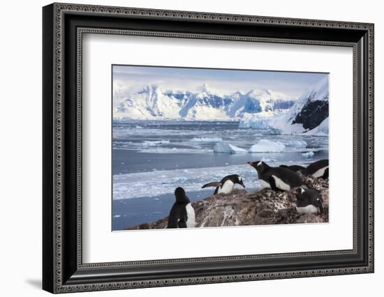 Lemaire Channel, Antarctica. Gentoo Penguin Colony-Janet Muir-Framed Photographic Print