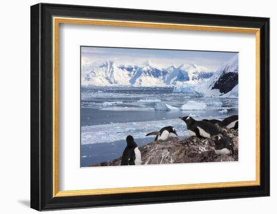 Lemaire Channel, Antarctica. Gentoo Penguin Colony-Janet Muir-Framed Photographic Print