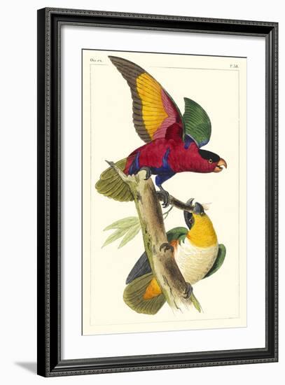 Lemaire Parrots I-C.L. Lemaire-Framed Art Print