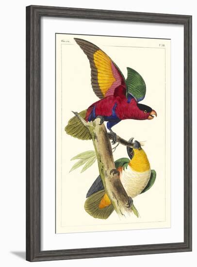 Lemaire Parrots I-C.L. Lemaire-Framed Art Print