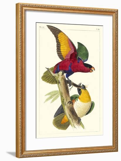 Lemaire Parrots I-C.L. Lemaire-Framed Art Print