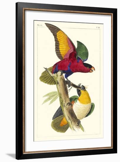 Lemaire Parrots I-C.L. Lemaire-Framed Art Print