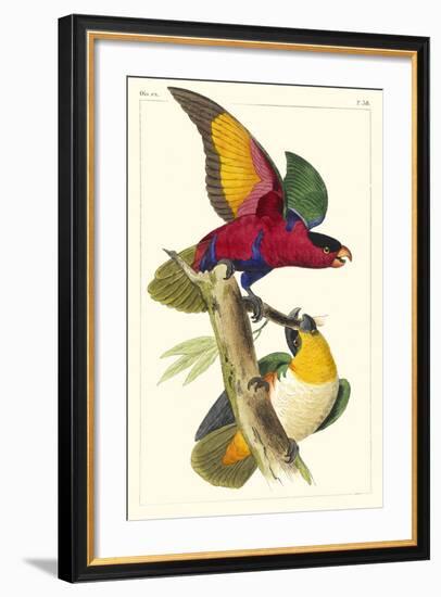 Lemaire Parrots I-C.L. Lemaire-Framed Art Print