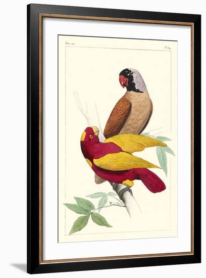 Lemaire Parrots II-C.L. Lemaire-Framed Art Print