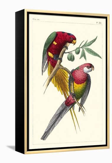 Lemaire Parrots III-C.L. Lemaire-Framed Stretched Canvas