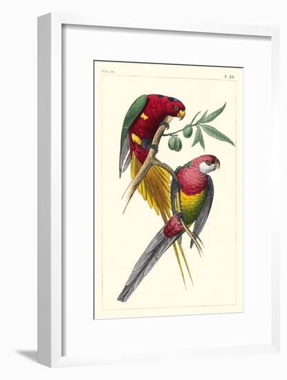 Lemaire Parrots III-C.L. Lemaire-Framed Art Print