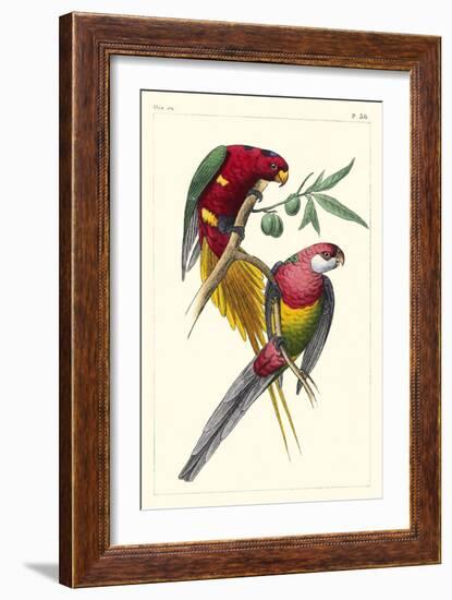 Lemaire Parrots III-C.L. Lemaire-Framed Art Print