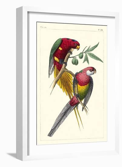 Lemaire Parrots III-C.L. Lemaire-Framed Art Print