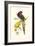 Lemaire Parrots IV-C.L. Lemaire-Framed Premium Giclee Print