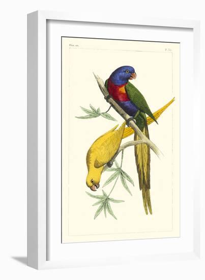 Lemaire Parrots IV-C.L. Lemaire-Framed Premium Giclee Print