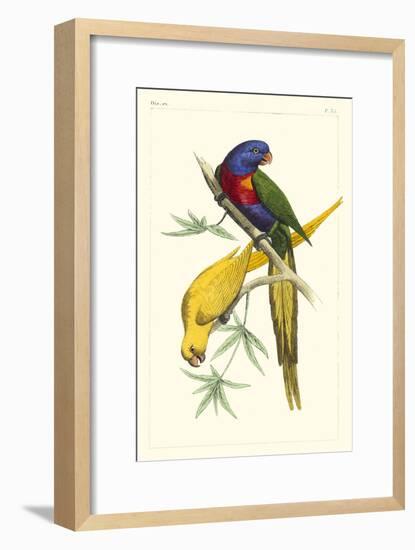 Lemaire Parrots IV-C.L. Lemaire-Framed Art Print