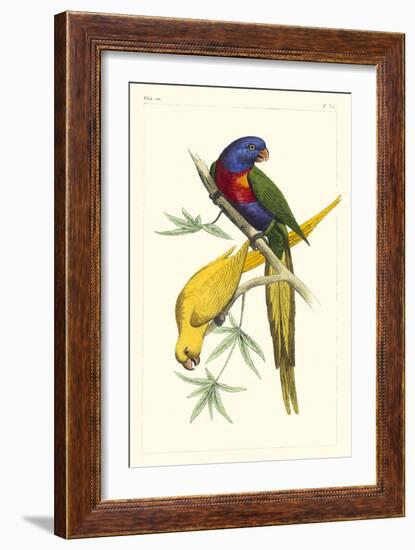 Lemaire Parrots IV-C.L. Lemaire-Framed Art Print