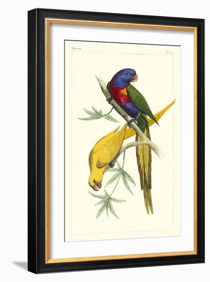Lemaire Parrots IV-C.L. Lemaire-Framed Art Print