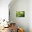 Lemming Like Rush-Marcin Sobas-Premium Photographic Print displayed on a wall