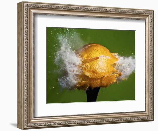 Lemon Aid-Alan Sailer-Framed Photographic Print