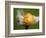 Lemon Aid-Alan Sailer-Framed Photographic Print