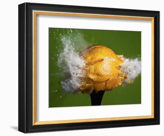 Lemon Aid-Alan Sailer-Framed Photographic Print