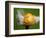 Lemon Aid-Alan Sailer-Framed Photographic Print