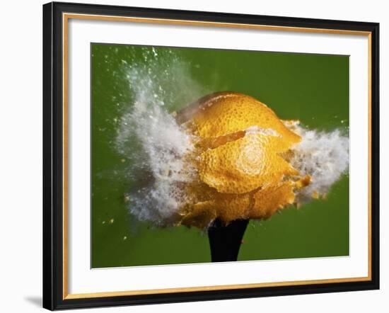 Lemon Aid-Alan Sailer-Framed Photographic Print