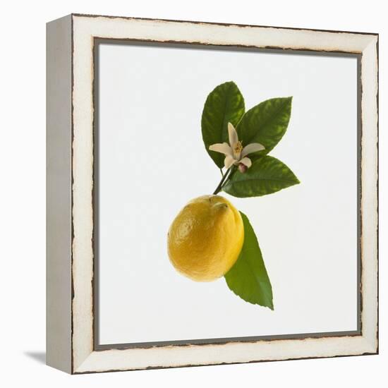 Lemon and Blossom-DLILLC-Framed Premier Image Canvas